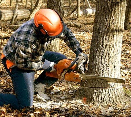 Tree Removal in West Pawlet, VT